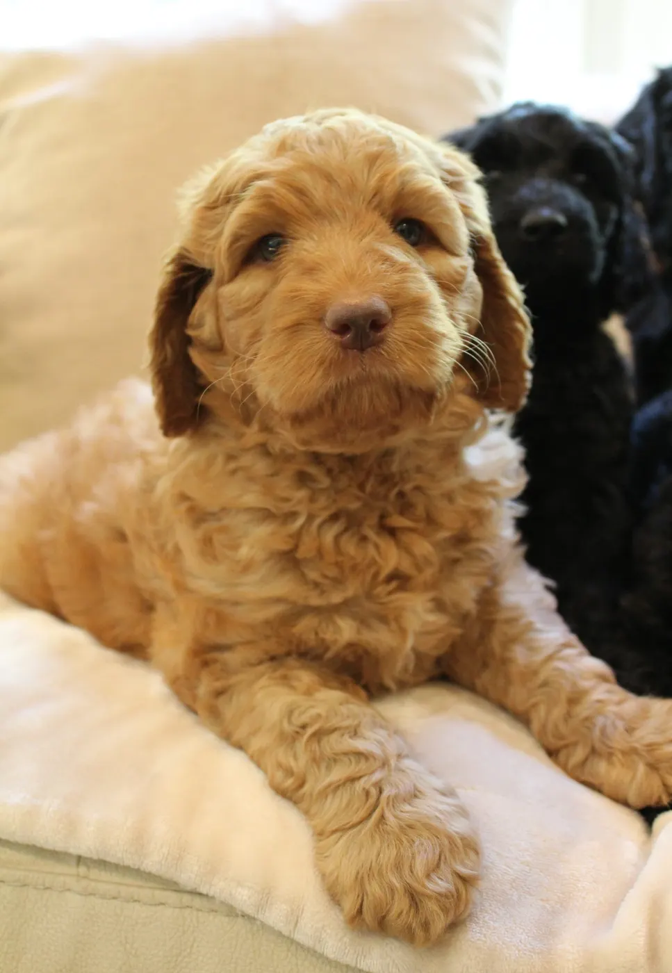 Gracie’s puppies are with their forever families
