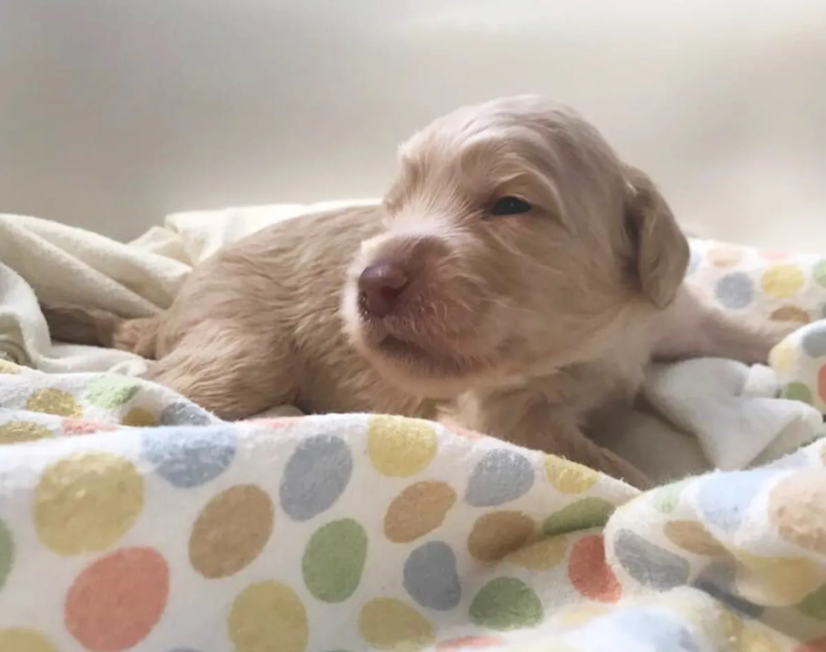 Roo and Basil’s puppies are with their forever families