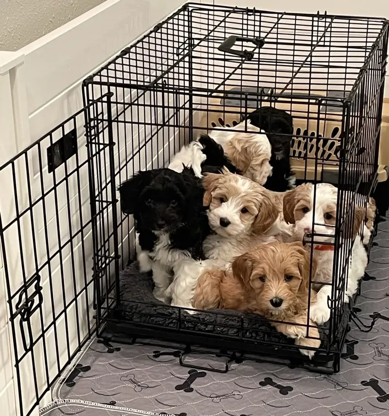 Crate Acclimation