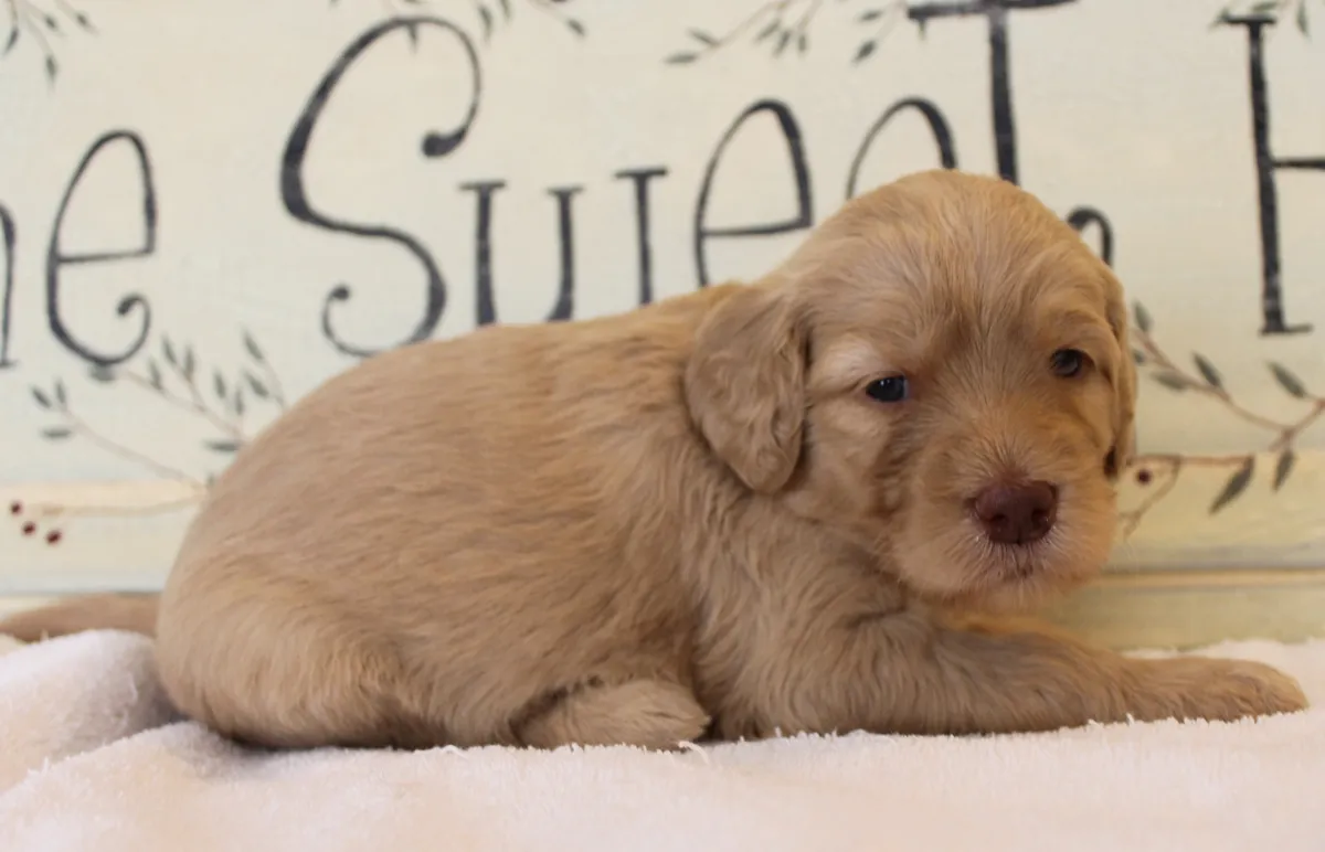 Roo and Basil’s puppies are with their forever families