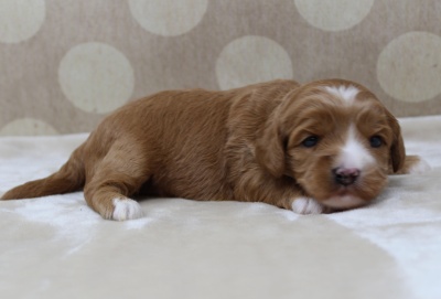 Puppy Culture labradoodle breeder mini puppies available