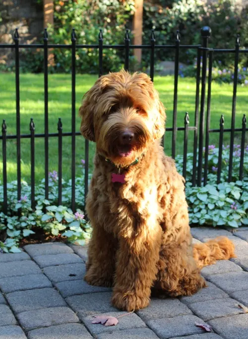 Suzy brings us more beautiful red puppies from our therapy lines