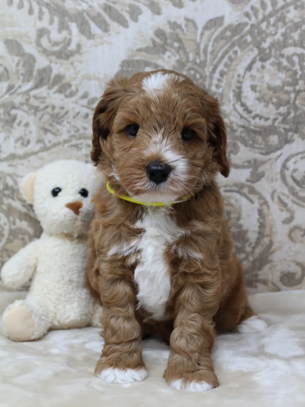 Australian labradoodle breeder Yamhill County