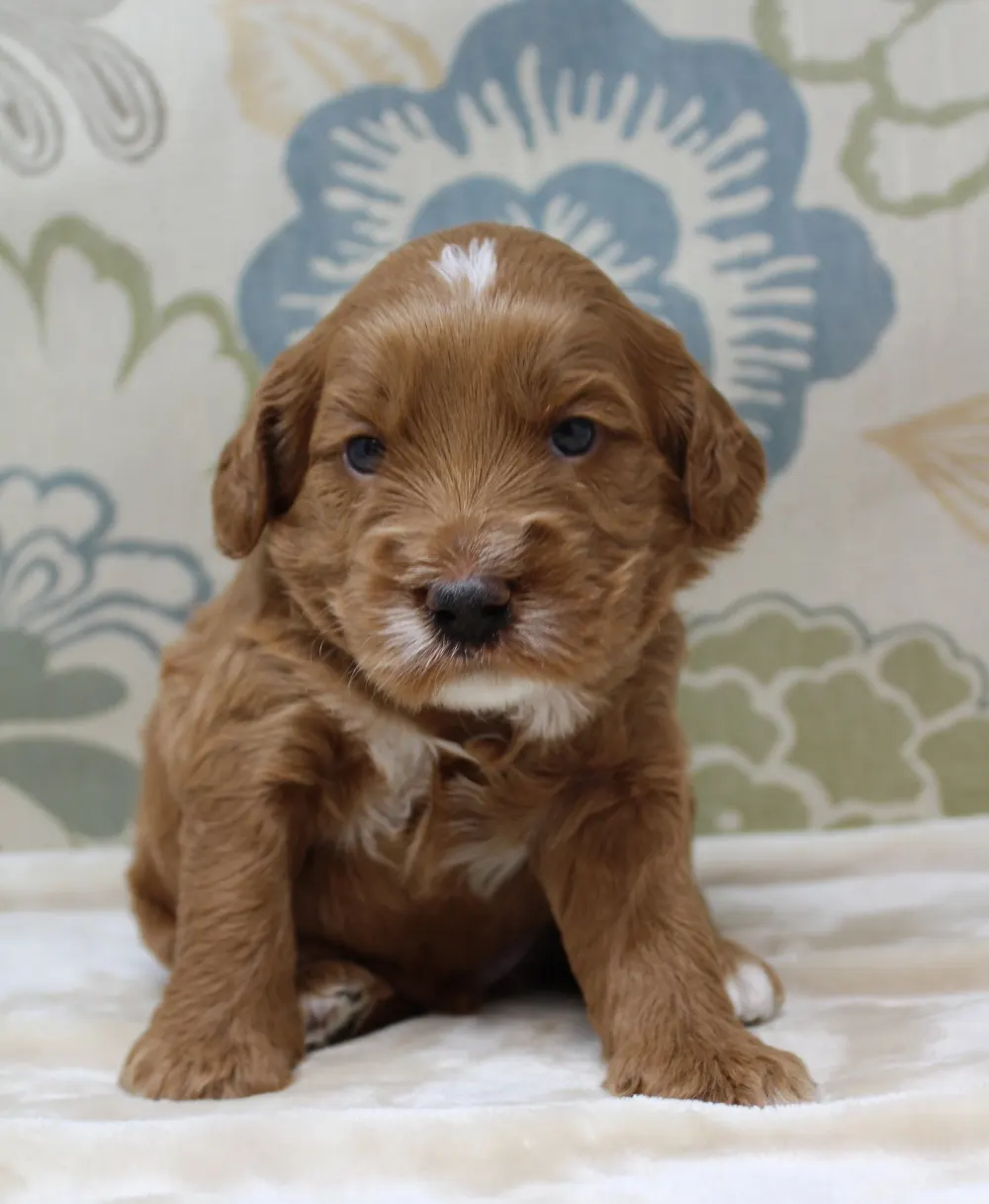 best Oregon labradoodle breeder
