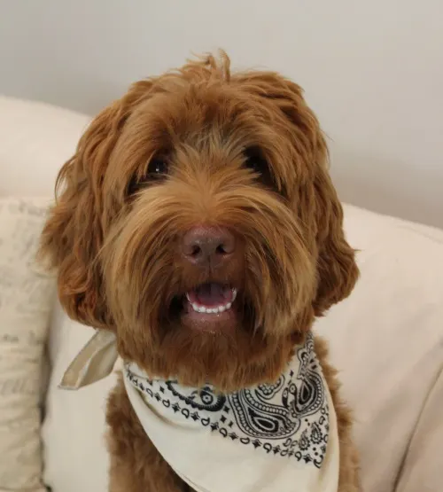 Suzy, Valley Vineyard Labradoodle