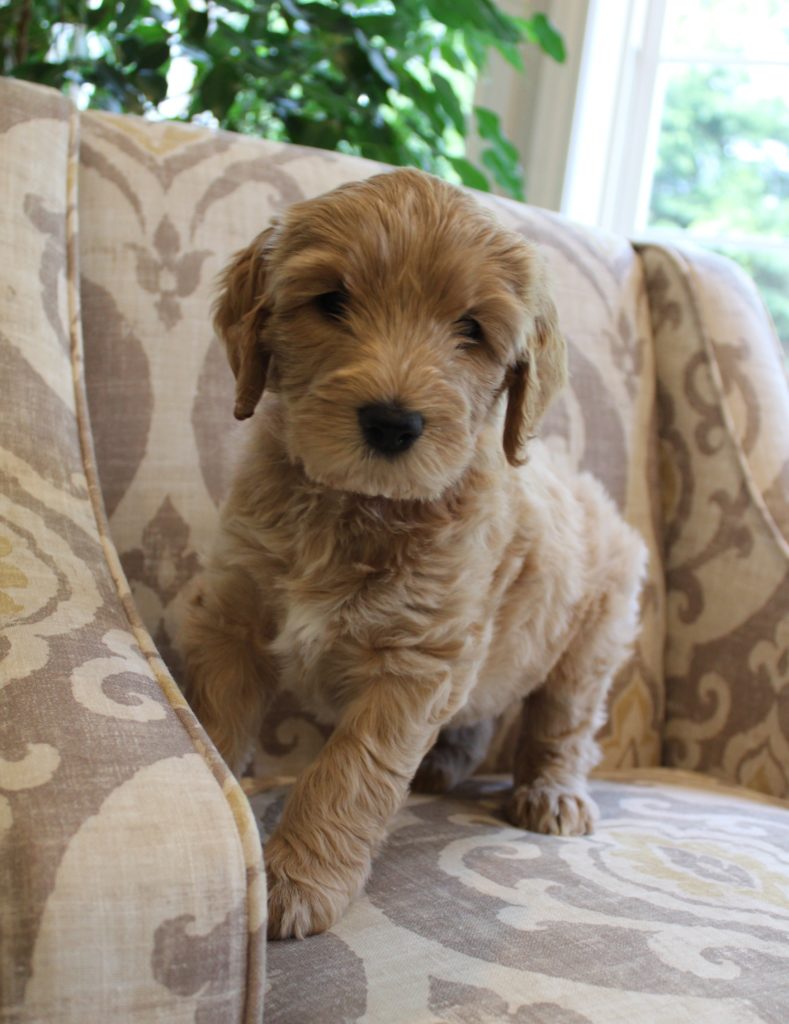 labradoodles Oregon Portland Seattle puppies now