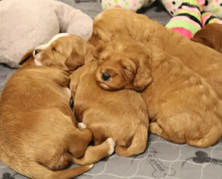 Two weeks litter 3