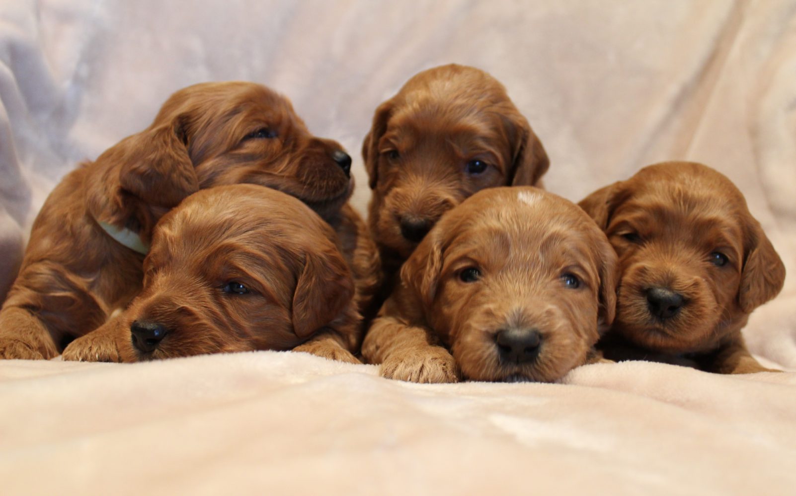 Katie and Gunner’s puppies are home!