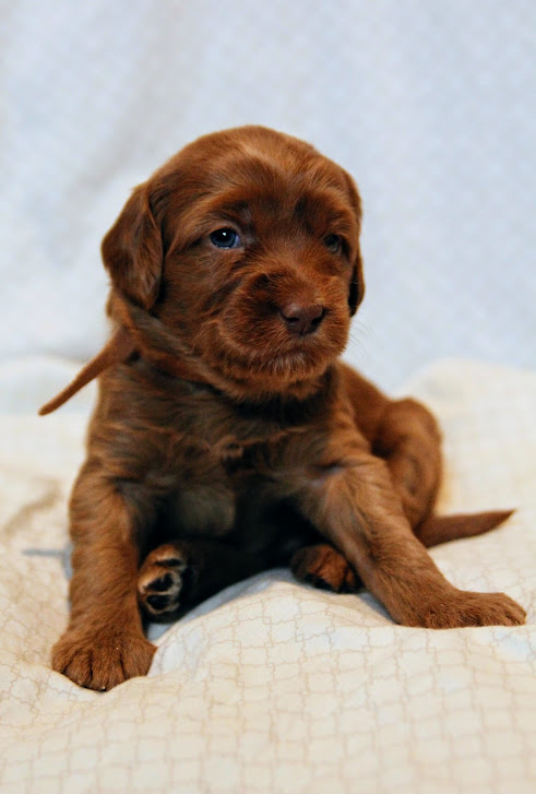 Hazel and Barkley’s puppies are home