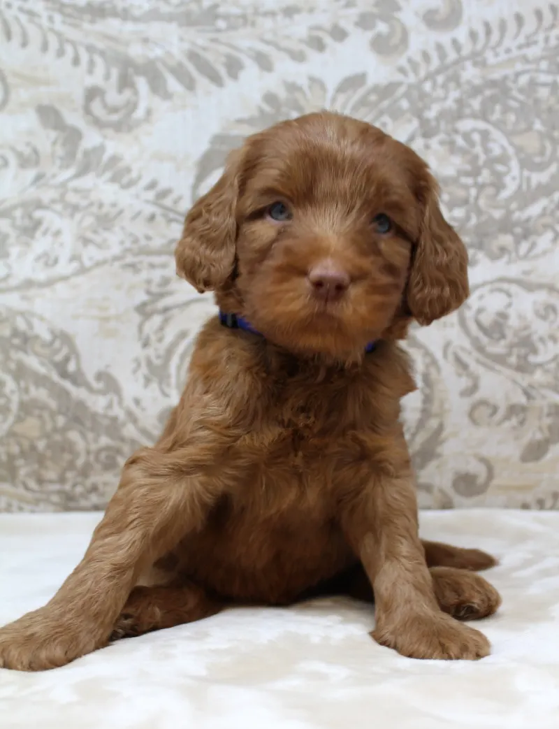 Hazel and Barkley’s puppies are home
