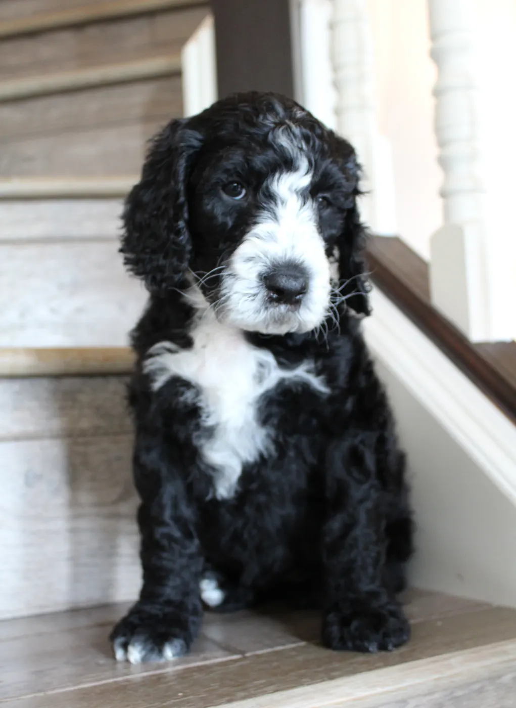 Lizzy and Basil’s pups went home