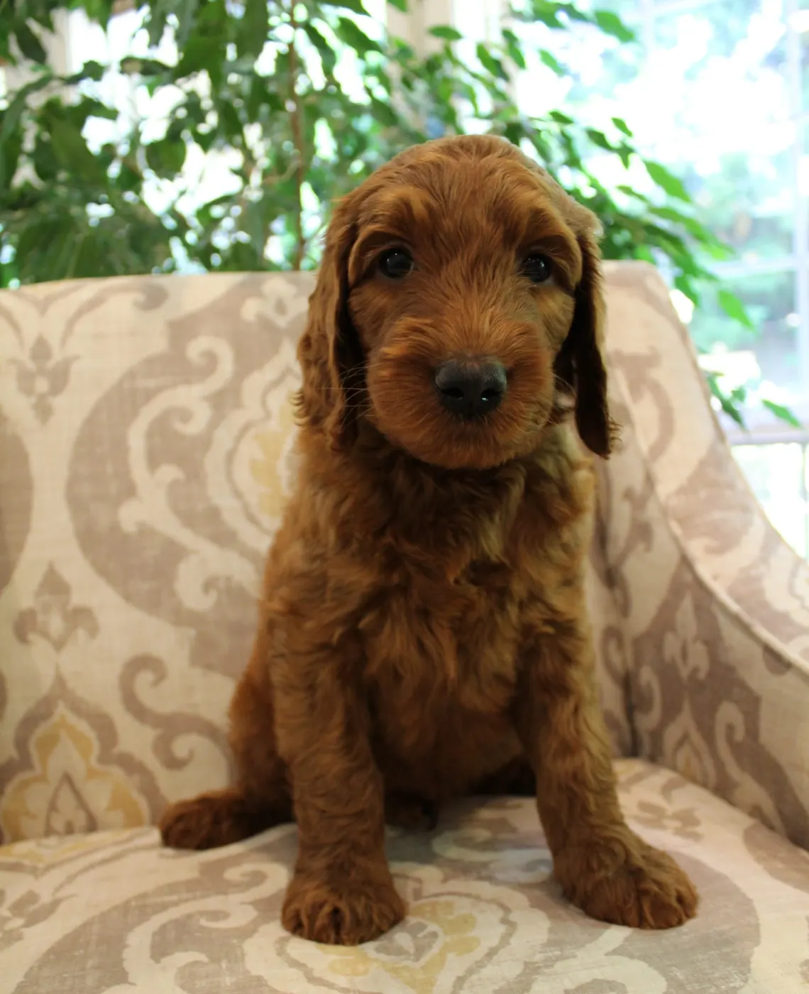 Bella and Gunner’s Bumble Bee puppies are home