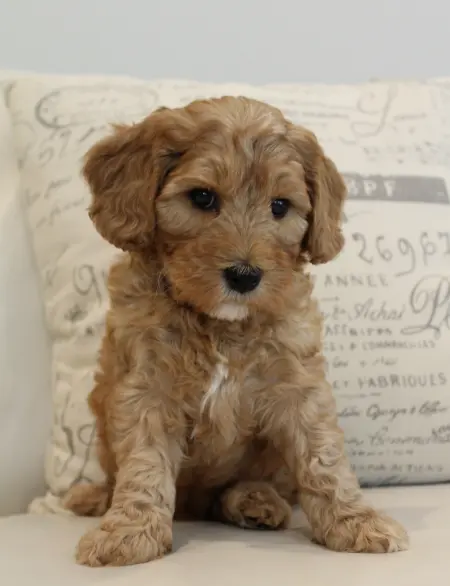 labradoodles available best breeder