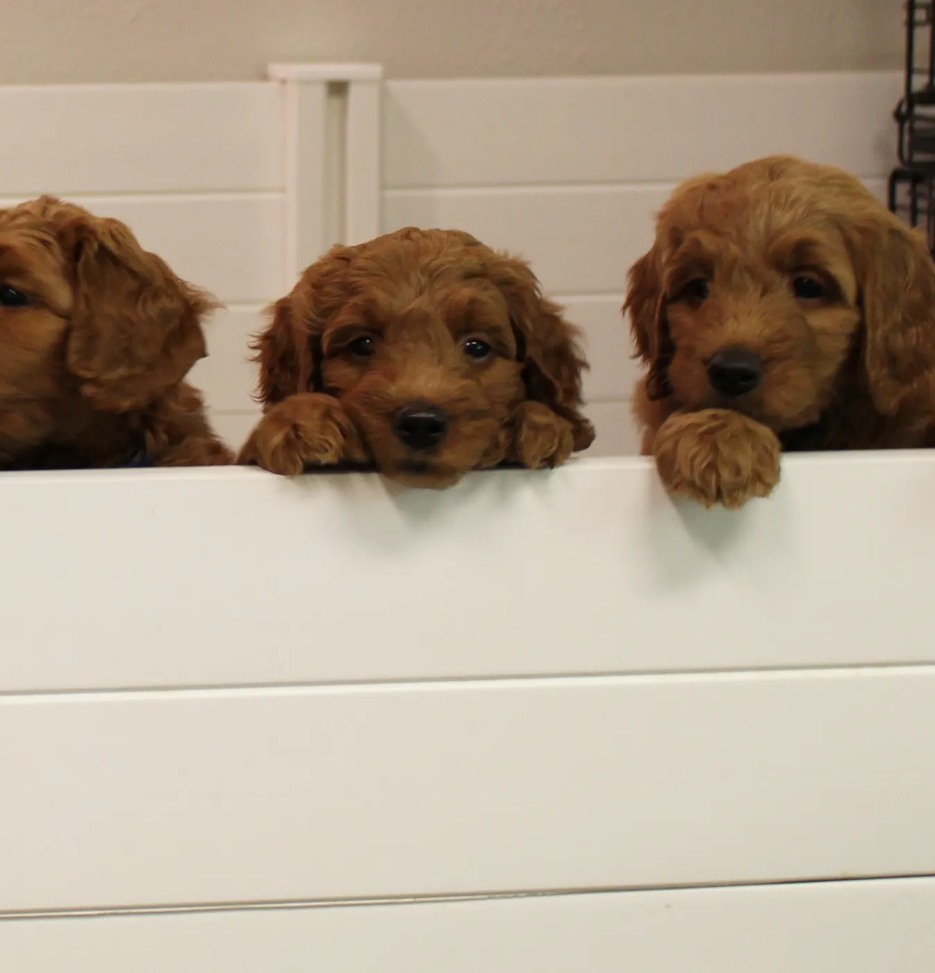 Bella and Gunner’s Bumble Bee puppies are home