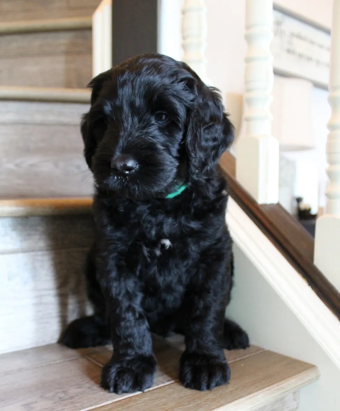 Gracie and Barkley’s litter is home