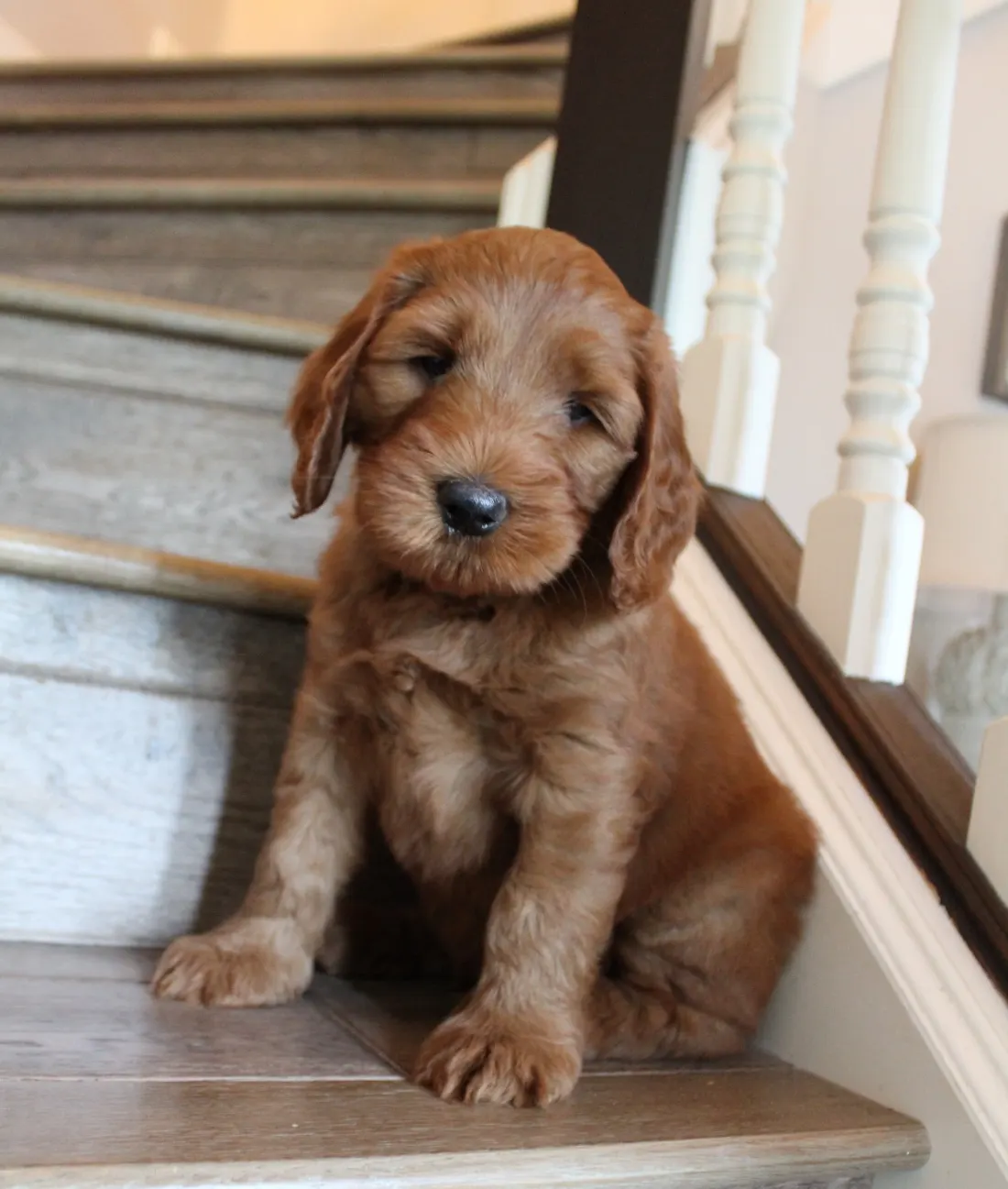 Gracie and Barkley’s litter is home