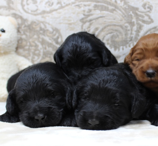 Puppy Culture puppies Oregon