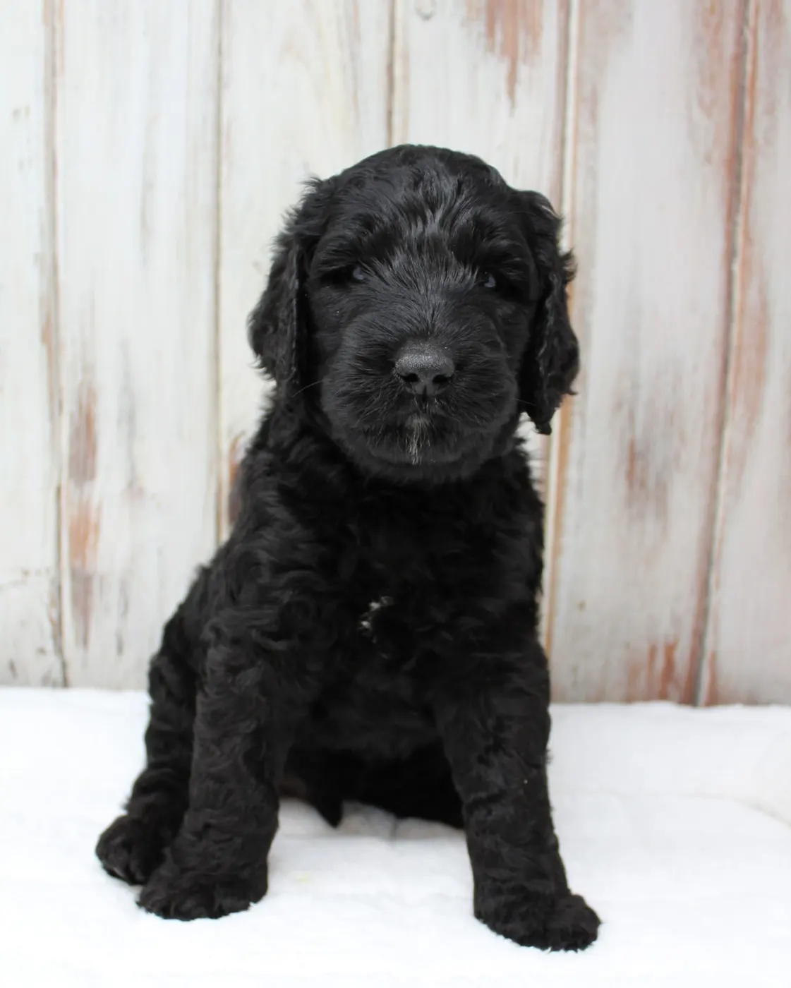 Gracie’s puppies are with their forever families