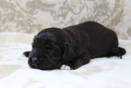 Oregon best labradoodle puppies breeder Puppy Culture mini