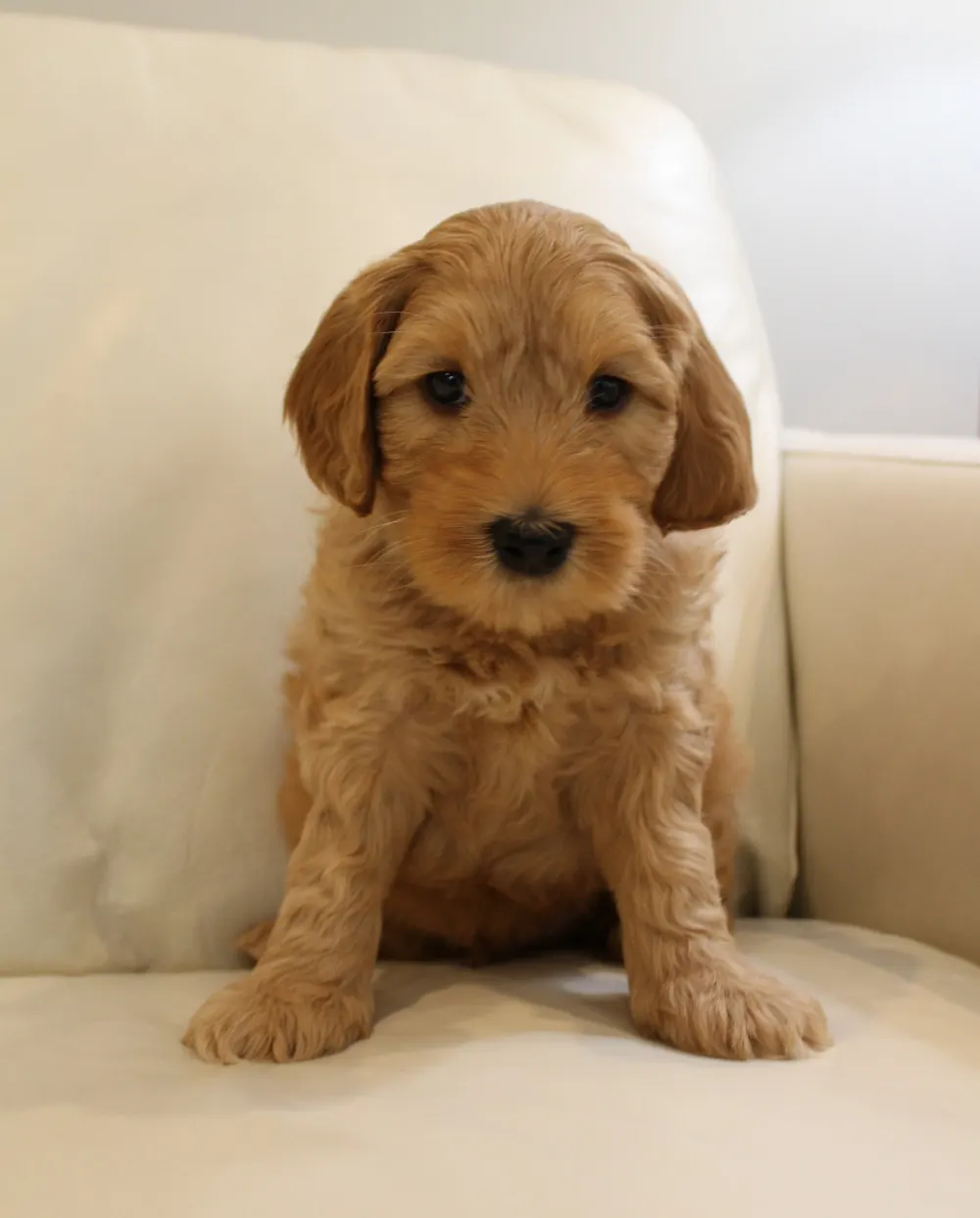 Emma and Watson’s puppies are home