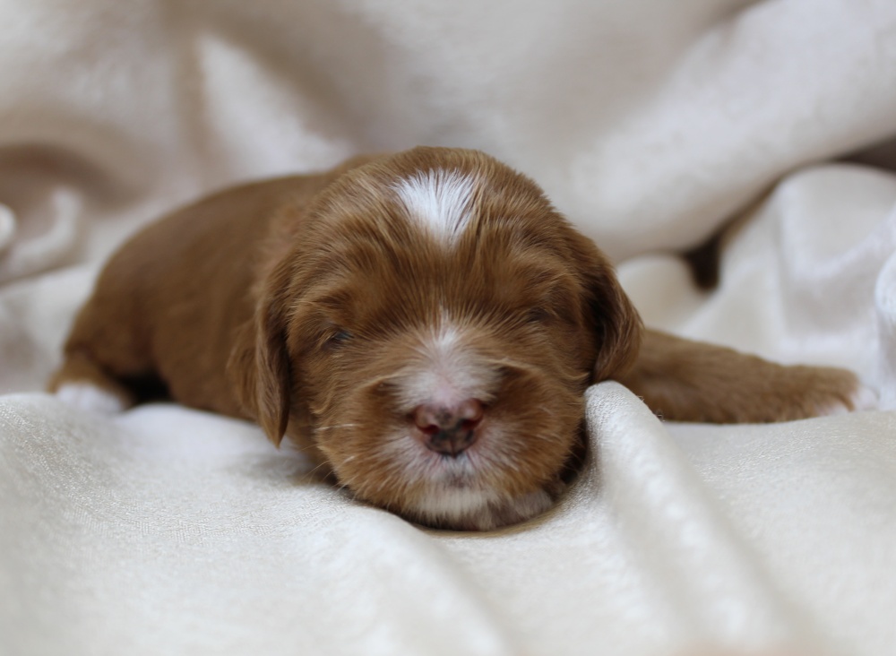 Oregon Australian labradoodle puppies breeder