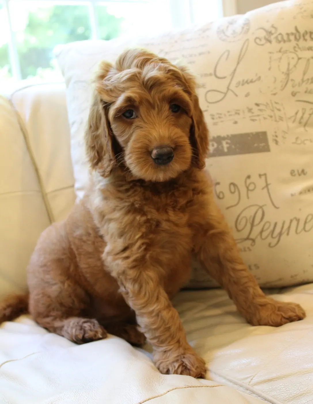 Bella and Gunner’s Bumble Bee puppies are home
