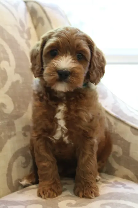 Seven weeks Max