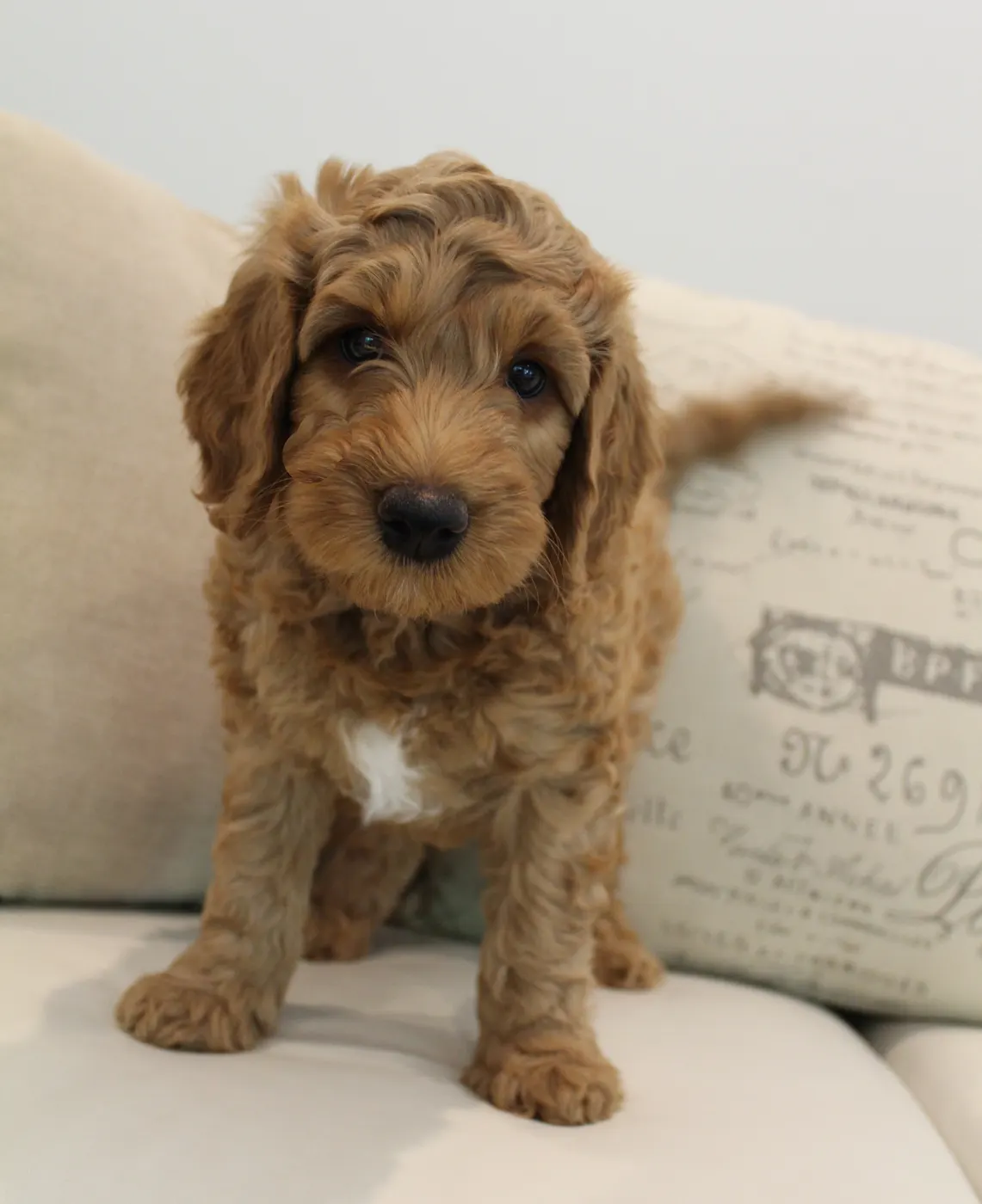 Katie and Gunner’s puppies are home!