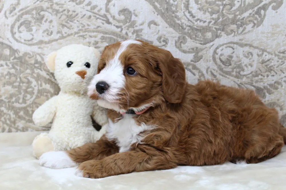 red mini labradoodle puppies therapy best breeder