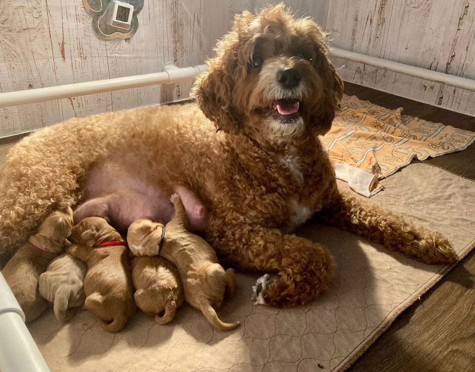 Photo Galley of Valley Vineyard Labradoodles