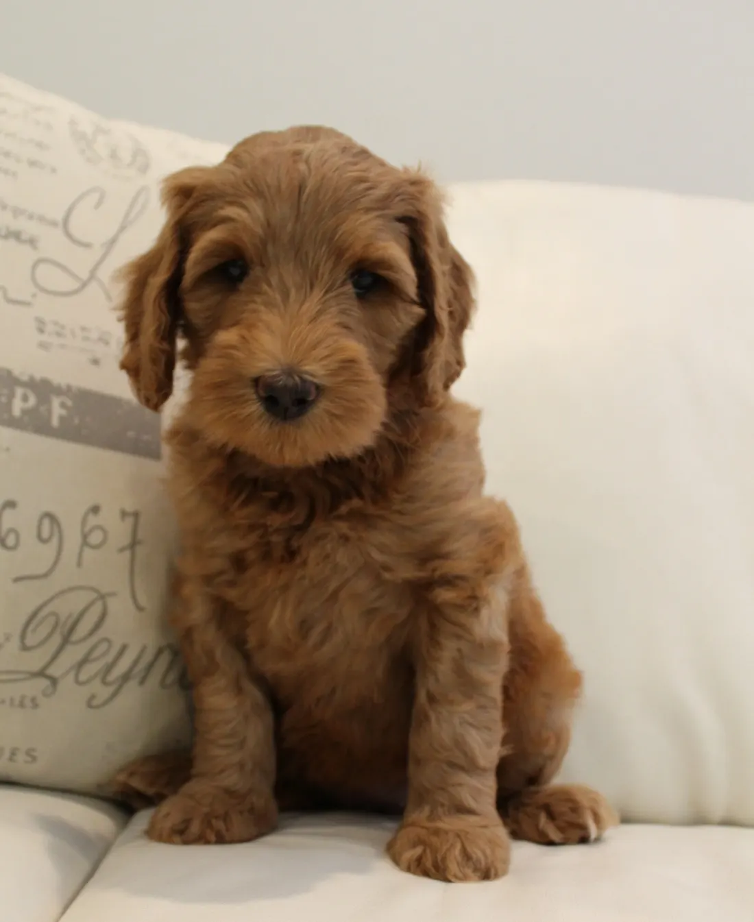 Gracie and Barkley’s litter is home