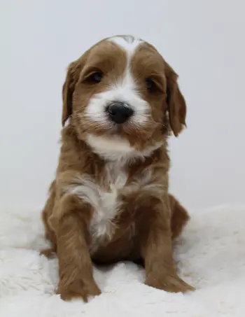 Four weeks Arthur 2
