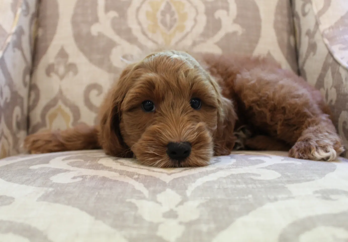 labradoodle puppies Oregon Washington Portland Salem McMinnville