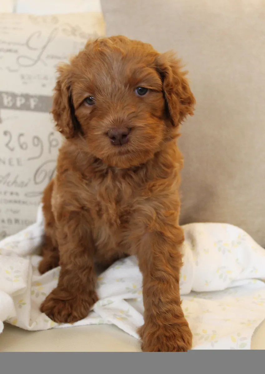 Roo and Basil’s puppies are with their forever families