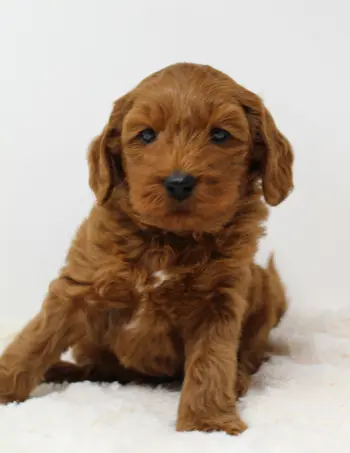 Six weeks Micah