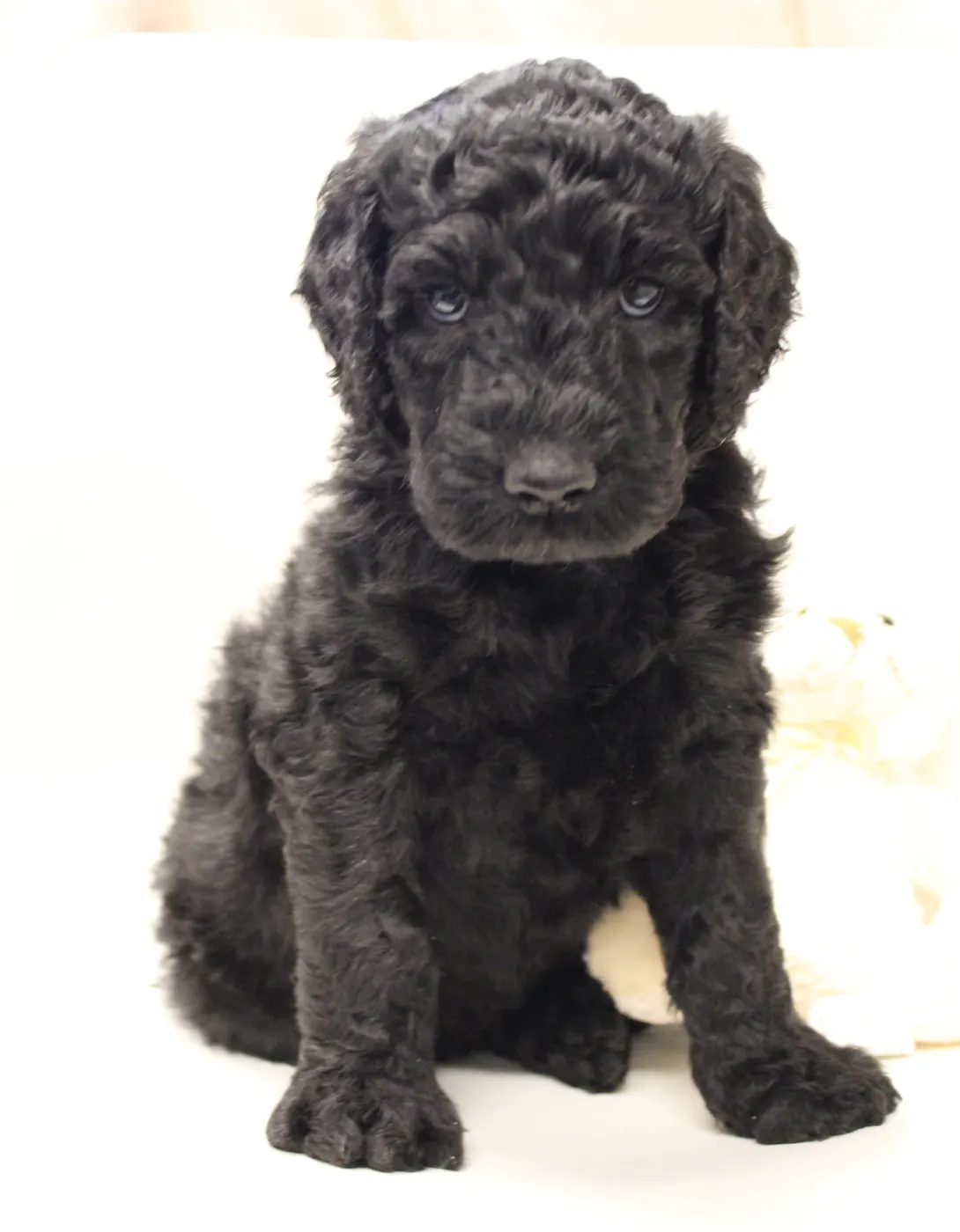 Lizzy and Basil’s pups went home