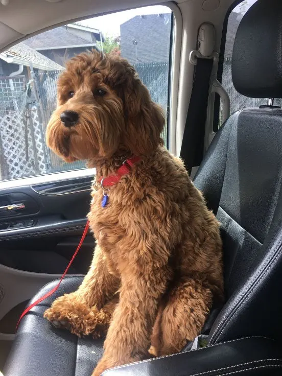Testimonials about our labradoodle puppies