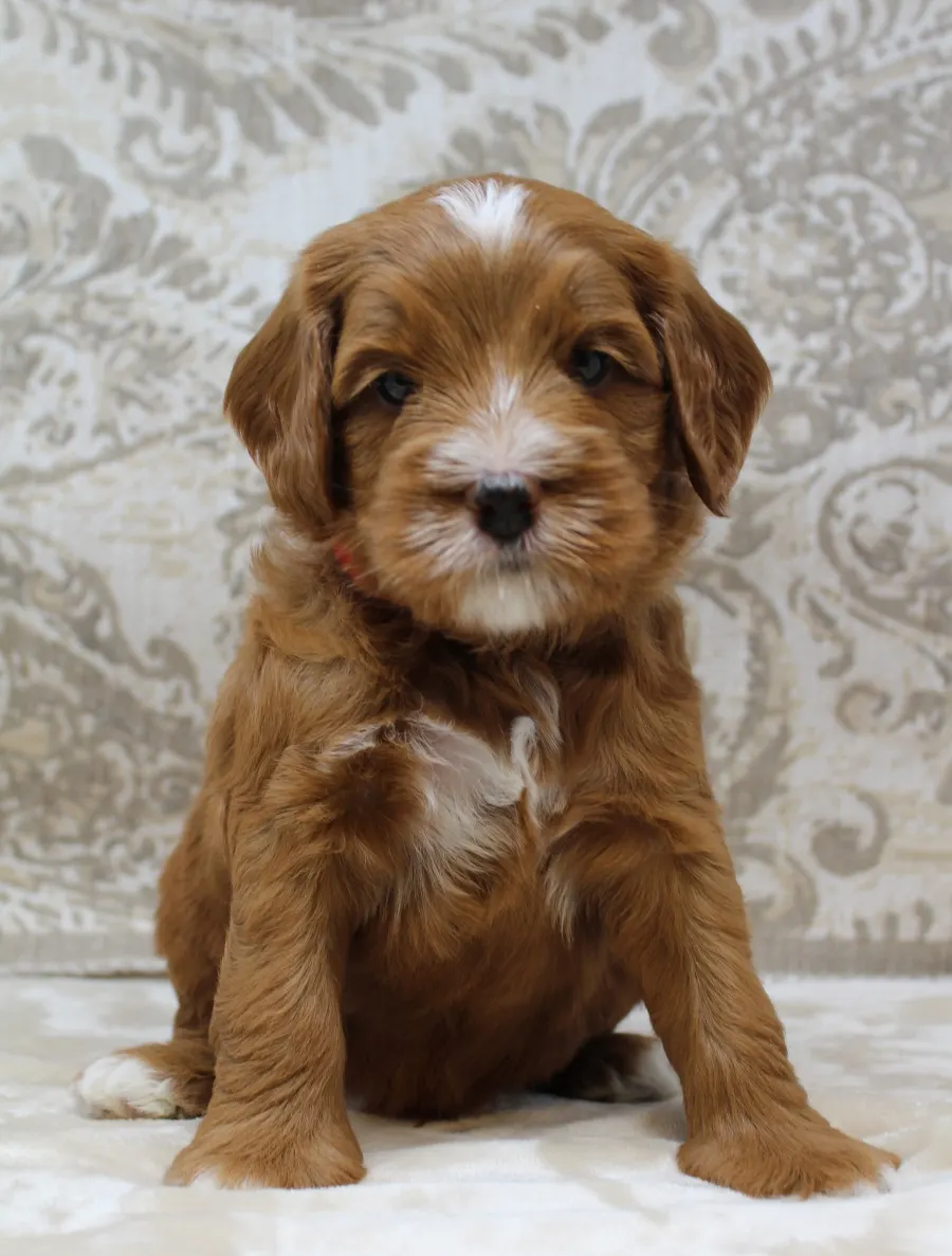 Ally and Watson’s litter is home