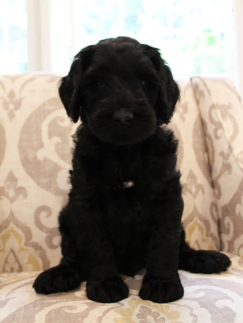 Gracie and Barkley’s litter is home
