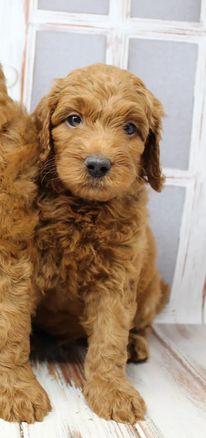 Bella and Gunner’s Bumble Bee puppies are home