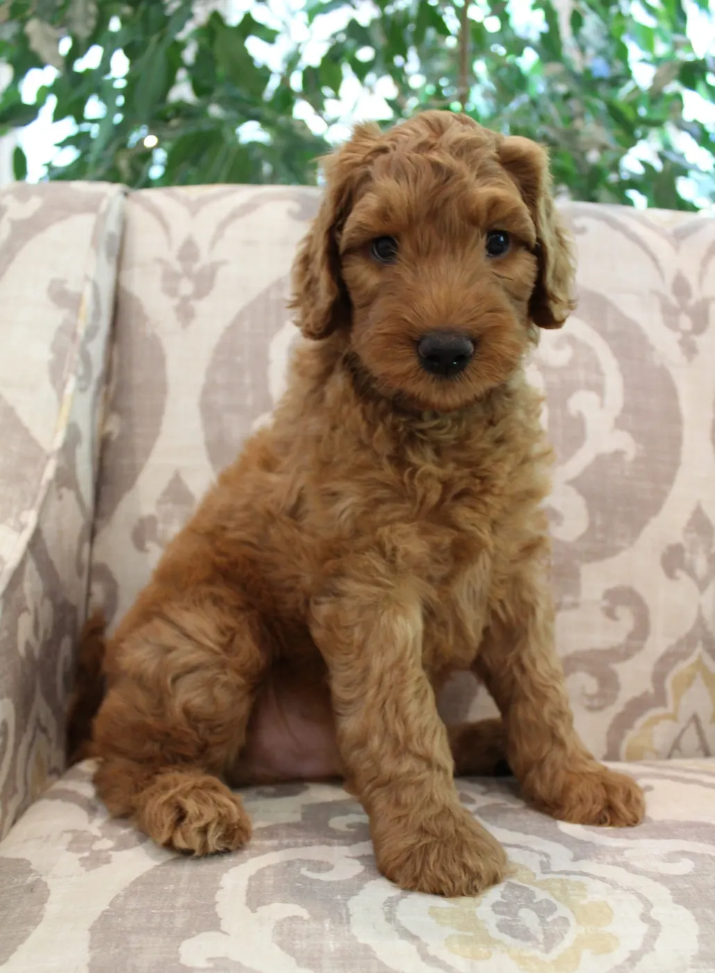 Bella and Gunner’s Bumble Bee puppies are home
