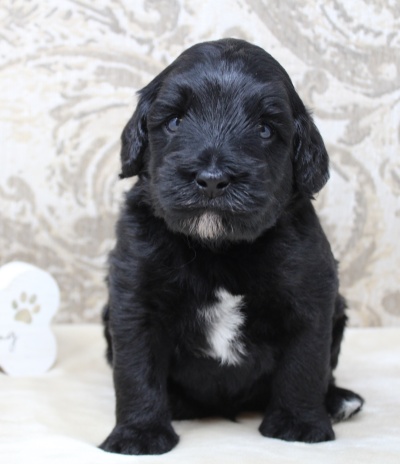 Oregon labradoodles breeder puppies available