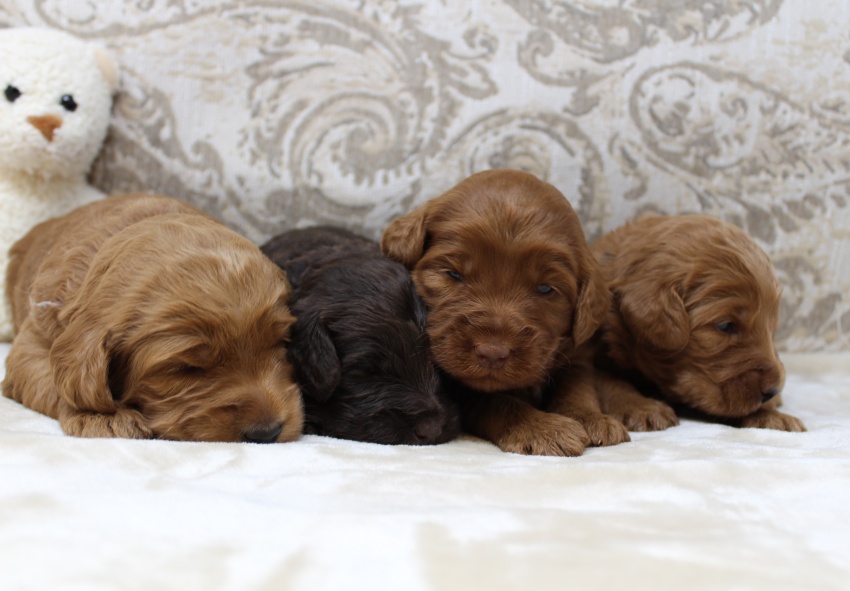 Gracie and Barkley’s litter is home