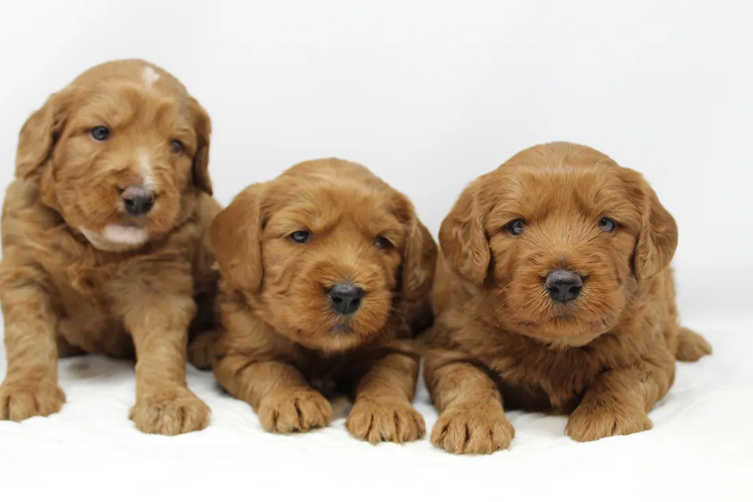 Valley Vineyard Labradoodle