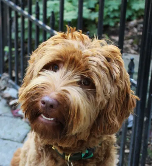 puppy conditioning Puppy Culture puppies