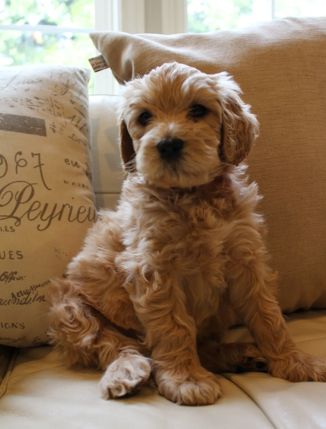 Lizzy and Basil’s pups went home