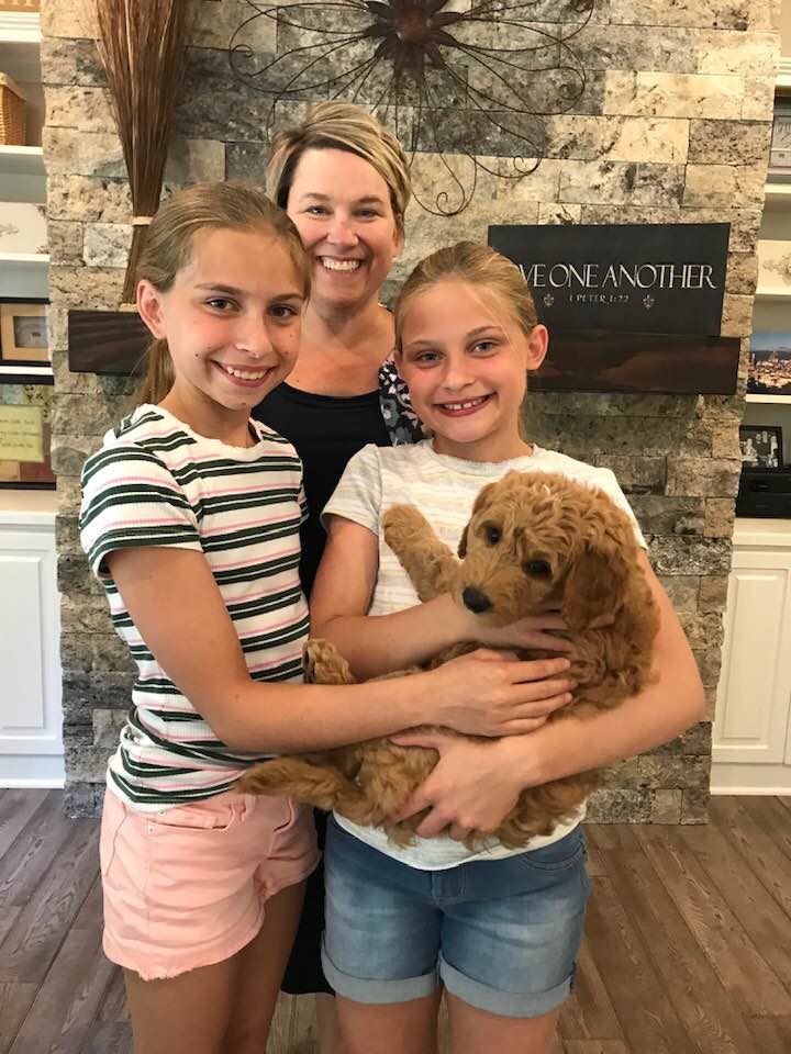 Washington Labradoodles puppies breeders