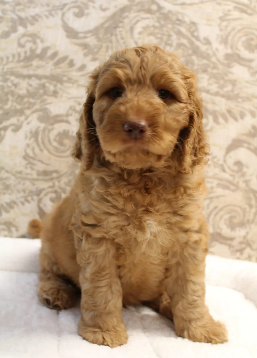 Gracie’s puppies are with their forever families
