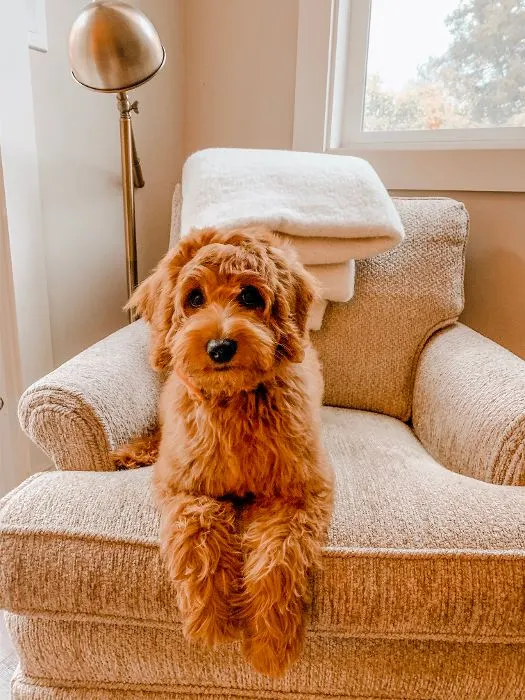 best Oregon Labradoodle breeders