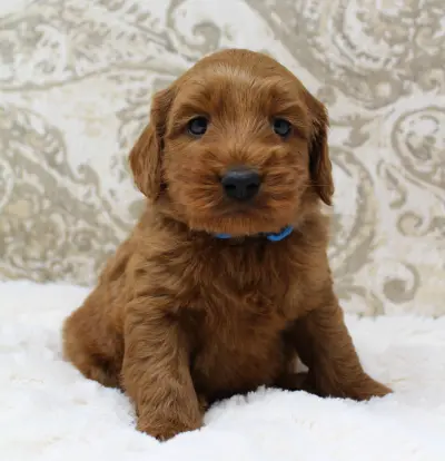 Five weeks Milo 2